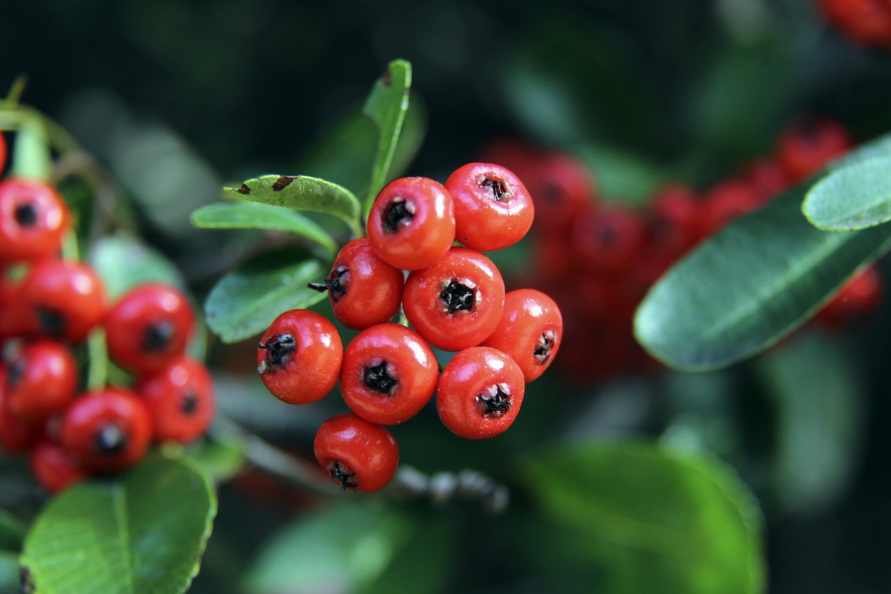 增强养老金 增强养老金